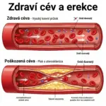 Predaj sildenafilu a tadalafilu v roku 2026: Vedecký pohľad na vaskulárnu optimalizáciu a výkon ako-funguje-sildenafil-a-tadalafil-v-cievach